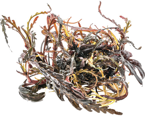 Vodná rastlina so zvlnenými listami pre akvária