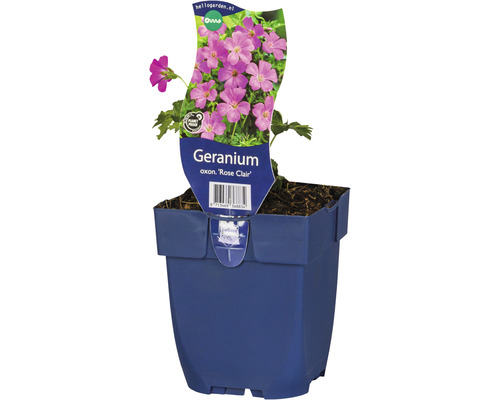 Kakost krvavý FloraSelf Geranium oxonianum 'Rose Clair' 5-15 cm kvetináč 0,5 l