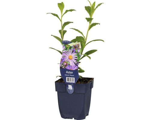 Astra FloraSelf Aster frikartii 'Mönch' V 10-60 cm kvetináč 0,5 l