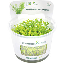 Dennerle Plants Rotala sp. Wayanad vodná rastlina v in vitro pohári