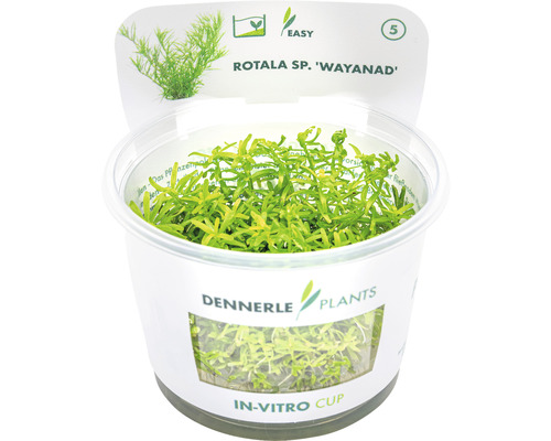 Dennerle Plants Rotala sp. Wayanad vodná rastlina v in vitro pohári