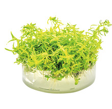 Vodný mor v sadbovacom koši pre akvária