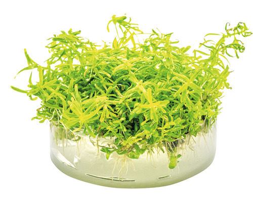 Vodný mor v sadbovacom koši pre akvária