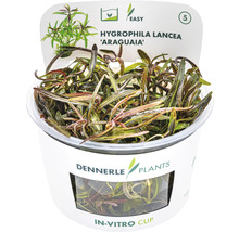 Dennerle Plants Hygrophila Lancea Araguaia vodná rastlina v in vitro pohári
