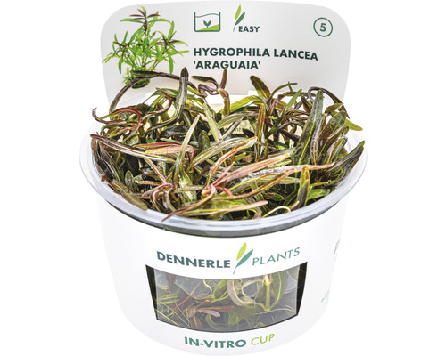 Dennerle Plants Hygrophila Lancea Araguaia vodná rastlina v in vitro pohári