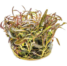 Kvetináč s vodnou rastlinou