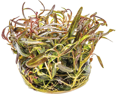 Kvetináč s vodnou rastlinou