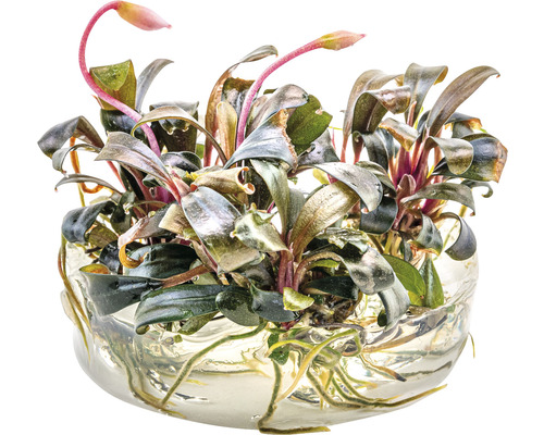 Vodná rastlina Bucephalandra v sklenenej miske