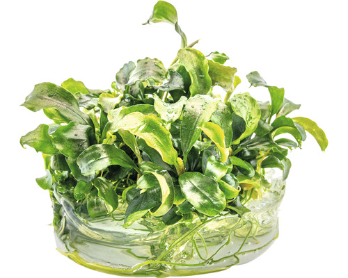 Akvarijná rastlina so zelenými listami vo vode