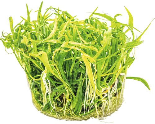 Akvarijná rastlina v kvetináči