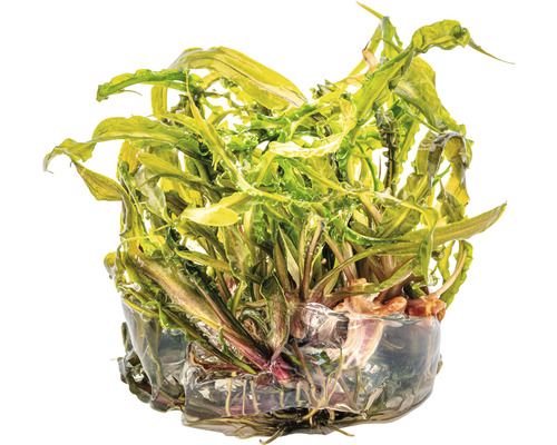 Akvarijná rastlina so zvlnenými listami v priehľadnej nádobe.