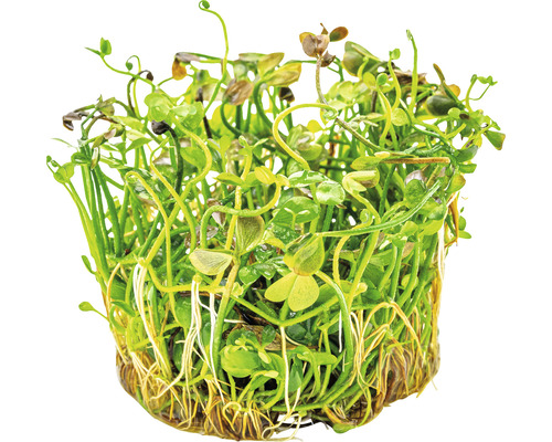 Akvarijná rastlina v kvetináči so zelenými listami a koreňmi.