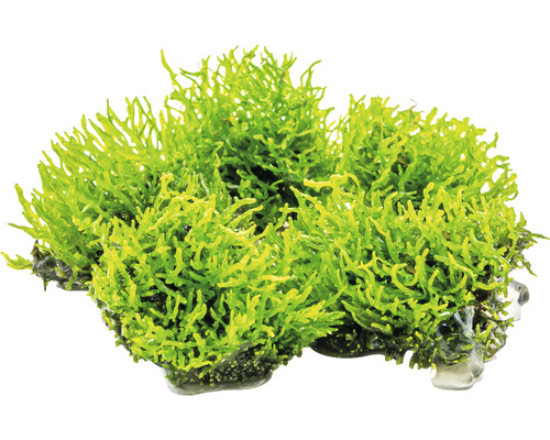 Umelá akváriová rastlina s ukotvením