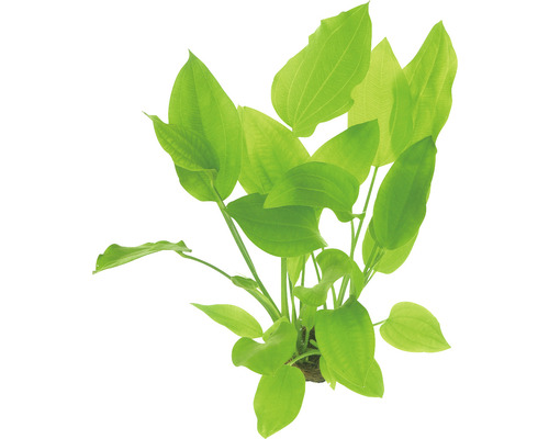 Akvarijná rastlina so zelenými listami