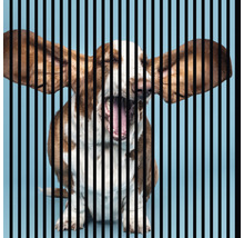 Zívajúci Basset Hound za čiernymi pruhmi