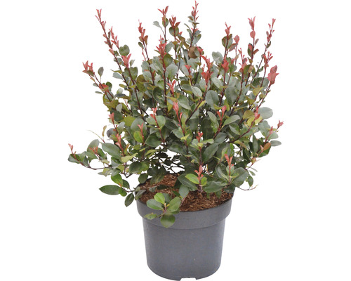 Červienka zakrpatená FloraSelf Photinia fraseri 'Little Red Robin' 40-60 cm kvetináč 6 l