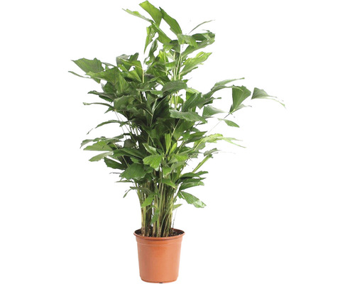 Palicha FloraSelf Caryota mitis cca 110 cm kvetináč Ø 24 cm