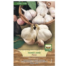 Jarný cesnak na výsadbu v množstve 250 gramov až 4 kilogramy.