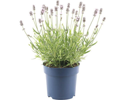 Levanduľa biela Lavandula angustifolia 'Felice' 15-20 cm Ø kvetináč 15 cm