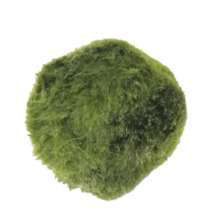 Machová guľa do akvária