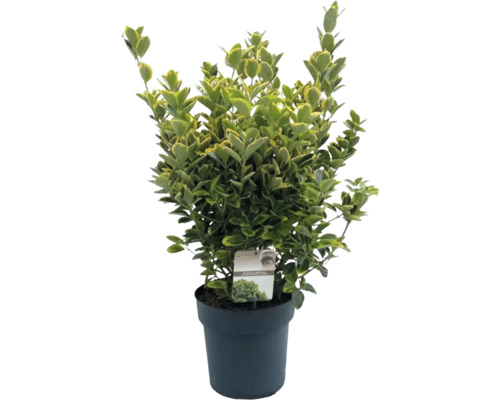 Stálezelený bršlen v kvetináči