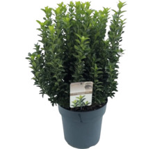 Buxus v kvetináči so zelenými listami