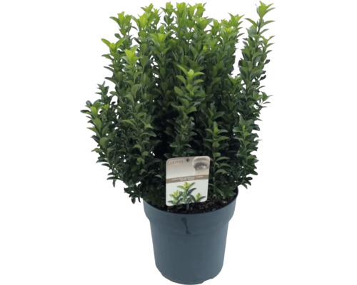 Buxus v kvetináči so zelenými listami