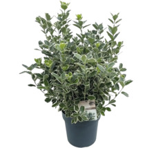 Bršlen japonský FloraSelf Euonymus japonicus 'Katy' výška 50-60 cm kvetináč 10 l