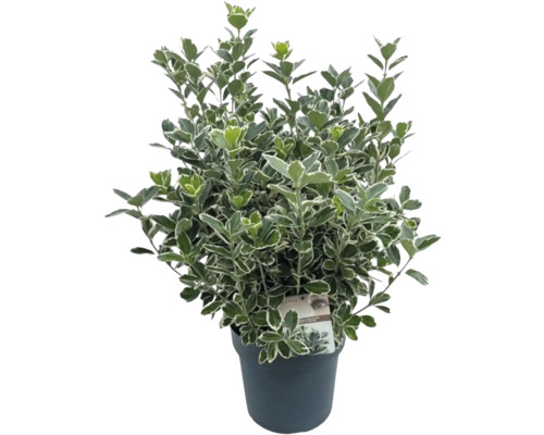 Bršlen japonský FloraSelf Euonymus japonicus 'Katy' výška 25-30 cm kvetináč 5 l Stálezelený bršlen v kvetináči