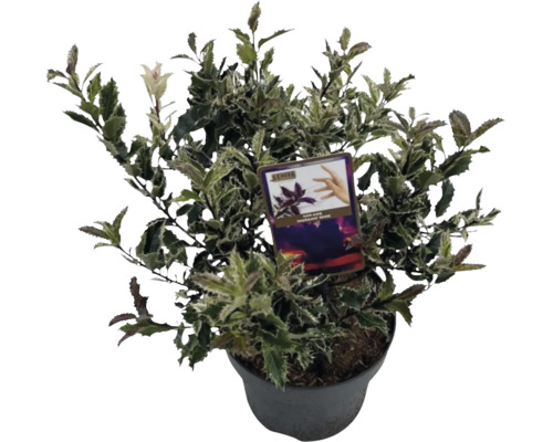 Cezmína ostrolistá Ilex aquifolium 'Ingramii' 30-35 cm kvetináč 5 l