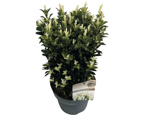 Bršlen japonský FloraSelf Euonymus japonicus 'Paloma Blanca' 40-50 cm kvetináč 5 l Bršlen so zeleno-bielymi listami v kvetináči