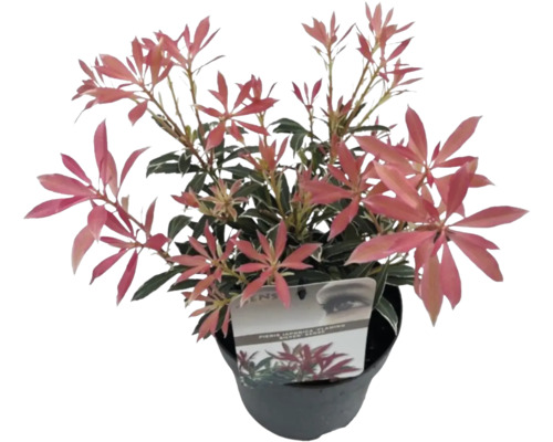 Pieris japonská v kvetináči
