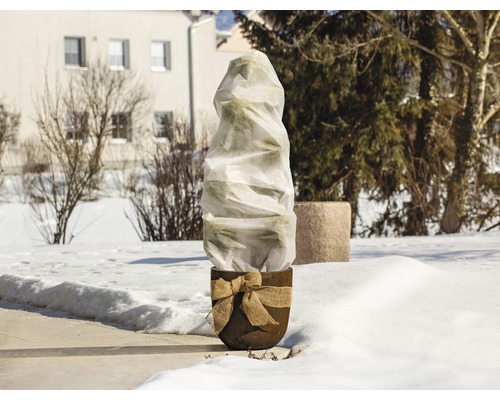 Rastlina v kvetináči so zimnou ochranou v záhrade.