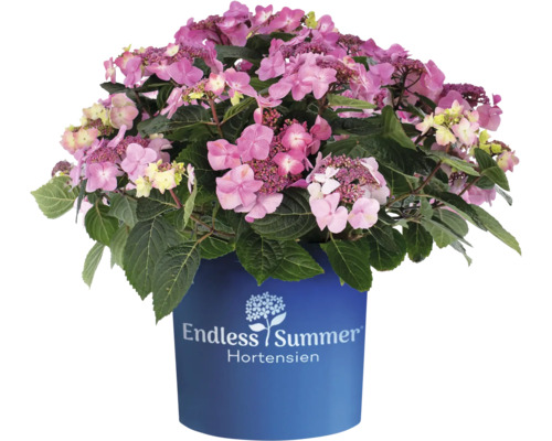 Hortenzia Endless Summer® Hydrangea macrophylla 'Pop Star' 20-35 cm kvetináč 5 l ružová