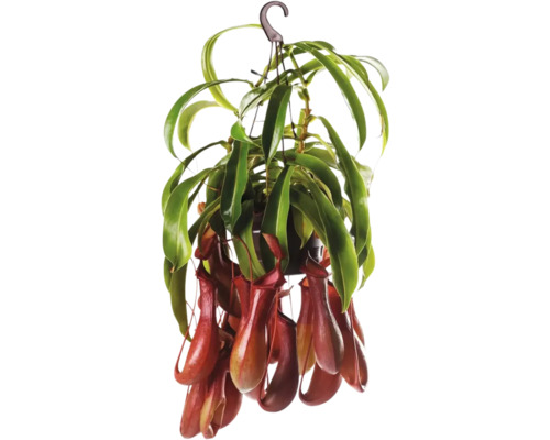 Krčiažnik v závesnom kvetináči FloraSelf Nepenthes výška 15-20 cm kvetináč Ø 14 cm