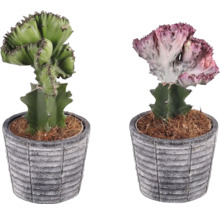 Dva kaktusy Euphorbia cristata v kvetináčoch