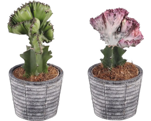 Dva kaktusy Euphorbia cristata v kvetináčoch