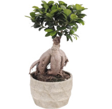Fikus bonsai v kvetináči