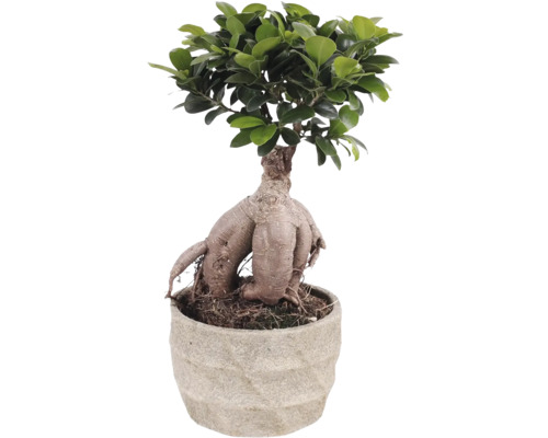 Figovník maloplodý FloraSelf Ficus microcarpa Ginseng cca 30 cm kvetináč Ø 17 cm s keramickým obalom Forest