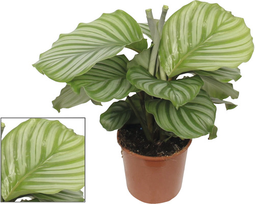 Kalatea FloraSelf Calathea orbifolia cca 80 cm kvetináč Ø 17 cm