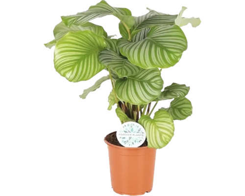 Kalátea FloraSelf Calathea orbifólia 80-85 cm kvetináč Ø 21 cm