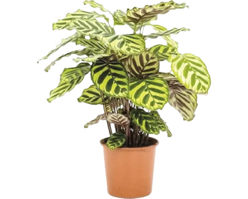 Kalatea FloraSelf Calathea 'Makoyana' výška 80-85 cm kvetináč Ø 21 cm 