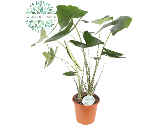 Alokácia FloraSelf Alocasia 'Zebrina' 80-100 cm kvetináč Ø 24 cm