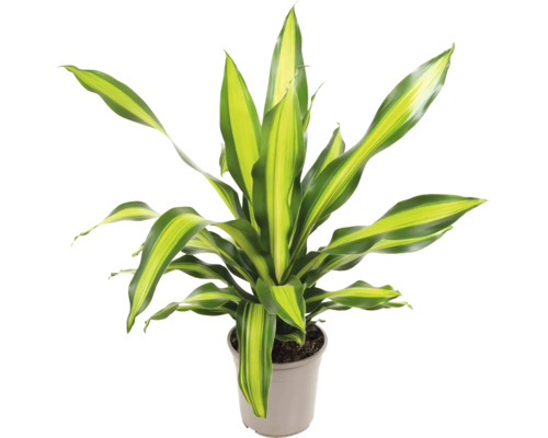 Dračinec FloraSelf Dracaena 'Burley' výška 90-100 cm kvetináč Ø 24 cm