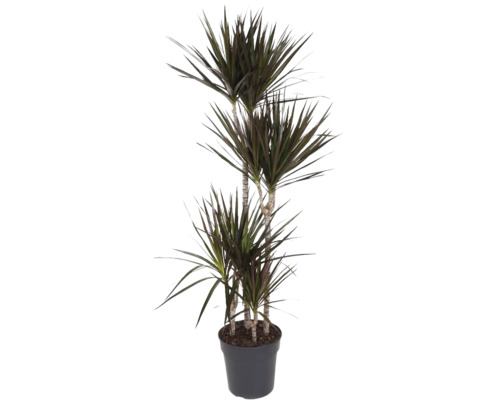 Dračinec FloraSelf Dracaena magenta 150-160 cm kvetináč Ø 27 cm viackmenný 90-60-30-15 cm