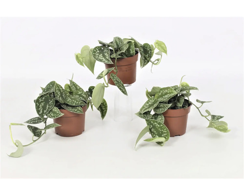 Tri izbové rastliny so striebornozelenými listami