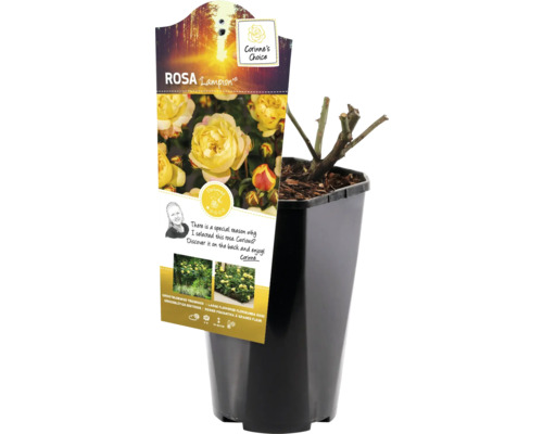 Ruža Lampion v kvetináči, pripravená na výsadbu do záhrady.