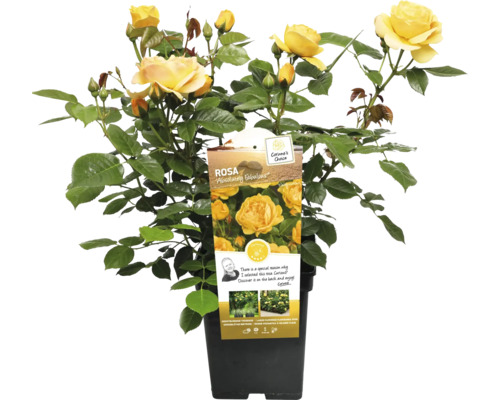 Žltá záhonová ruža v kvetináči