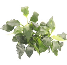 Akvarijná rastlina so zelenými listami