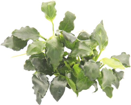 Akvarijná rastlina so zelenými listami